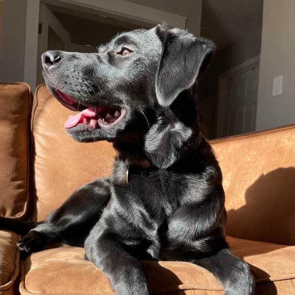 Meet your Posher, Shelby - Picture 1 of 1